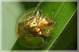 It is one of three species of tortoise beetle found in. The Beautiful Golden Tortoise Beetle 12 Pics Twistedsifter