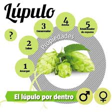 Es oriunda de europa, asia occidental y norteamérica. Que Es El Lupulo
