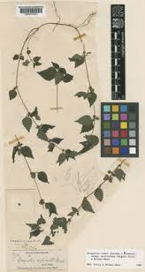 Image result for Droguetia ambigua