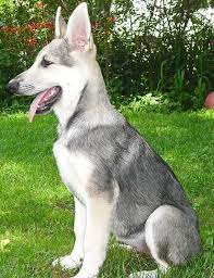 German Shepherd Silver And Black Taya At 15wks Sable German Shepherd Puppies German Shepherd Puppies German Shepherd Dogs