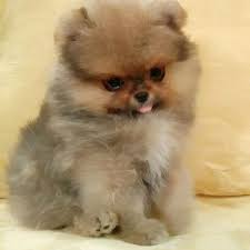 Pomeranian Puppies For Sale Get Pics And Price On Pomeranian Puppy For Sale Dogs Your Dog