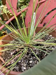 Image result for Allophylus tanzaniensis