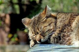 So how long do cats actually sleep for?cats tend to spend between 10. How Many Hours Do Cats Sleep Each Day Cat Behavior Trusty Tails