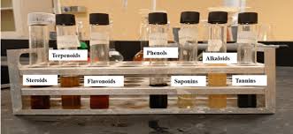 Image result for Discopodium penninervium