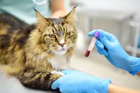 The Critical Role of In-House Lab Testing in Pet Health at Valley Center Veterinary  Clinic - Valley Center Veterinary Clinic