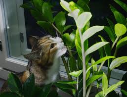 Theobromine is highly toxic to cats and can. 7 Effective Ways To Keep Cats Out Of Indoor Plants The Practical Planter