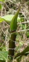 Image result for Ficus variifolia