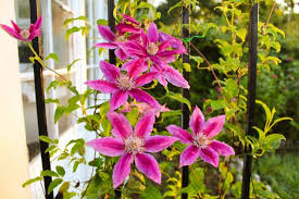 Image result for Clematis dolichopoda