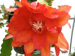 Image result for Triplophyllum