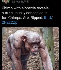 Check spelling or type a new query. Chimpsolute Unit Album On Imgur