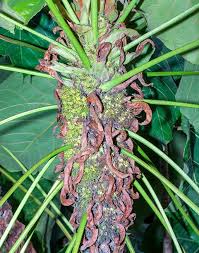 Image result for Macaranga mellifera