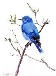 Maybe you would like to learn more about one of these? Mountain Bluebird Original Watercolor Painting 12 X 9 In Blue Bird Art Watercolor Birds Bird Lover Kus Sanat Suluboya Sanati Bluebirds