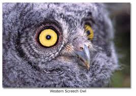 There are 216 western screech owl for sale on. Screech Owl Western And Desert Desertusa