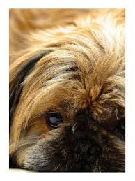 We did not find results for: Shih Tzu Chihuahua Mix Shichi Everything You Need To Know