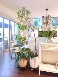 グリーンマダムさんの投稿 部屋 観葉植物 グリーンインテリア インテリアグリーン グリーン インテリア インテリア 収納 観葉植物