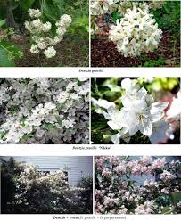 Image result for Chironia laxiflora