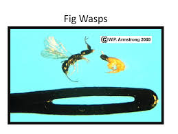 The fig wasp and the strangler fig. Ppt Fig Wasps Powerpoint Presentation Free Download Id 5392255