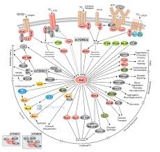 The micu protein controls the calcium ion concentration in the cellular. Ask Discover How Do Cells Communicate Discover Magazine