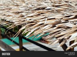 How about areca palm trunks? Thatch Roof Dried Palm Image Photo Free Trial Bigstock
