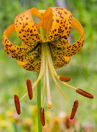 Image result for Volusia resupinata