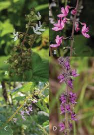 Image result for Pycnostachys coerulea