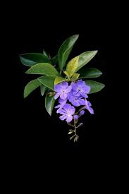 Pin By Dusty Blue Sky On Fiori Piante Plants Pansies Flowers Flowers Photography