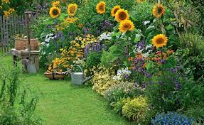 Foto Sonnenblumen Im Spatsommer Sind Einfach Ein Bestandteil Eines Landhausgartens Wenn Man Sie Ein Stuck In Den Hinte Garten Garten Pflanzen Garten Hochbeet