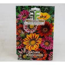 Buy fresh packed gazania seeds. Gazania Seeds For Sale Seeds Online Mondo Piante