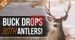 Differences, similarities, and how to tell them apart. Mule Deer Archives Page 4 Of 20 Eastmans Official Blog Mule Deer Antelope Elk Hunting And Bowhunting Magazine Eastmans Hunting Journals