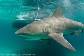 Tiger sharks are named for the dark, vertical stripes found mainly on juveniles. Bull Shark Vs Tiger Shark A Large Male Bull Shark Is Bull Shark Shark Tiger Shark