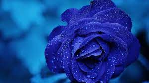 The most common picture blue roses material is metal. World S First True Blue Rose Is In The Making Education Today News