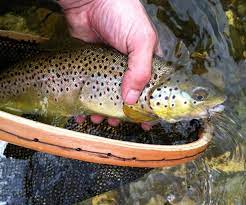 Adirondack Fishing Guide: Species, Seasons, License Requirements & More