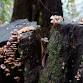 Rowhill Fungus Foray 2025 event image
