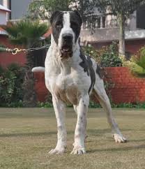 Bullykutta is a magnificent breed which is very integellent and loyal family dog high imm. Bully Kutta Or Pakistani Sindhi Alangu Mastiff Bully Kutta Dog Breeds Alabai Dog