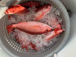 Maybe you would like to learn more about one of these? Palms Fish Tacos Beverages Palms Fish Camp Restaurant Seafood Restaurant In Jacksonville Fl