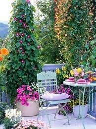 Gap Gardens Balcony Garden With Seating Area And Mixed Containers Of Ipomoea Lobata Underplanted With Balcony Garden Small Space Gardening Garden Inspiration