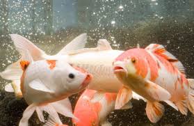 Grundsätzlich sind apfelbäume alles andere als anspruchsvolle pflanzen. Jan Pappelbaum Stages Tracing Architecture