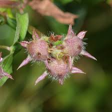 Image result for Ipomoea lapathifolia