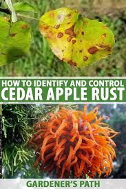 Native trees can grow to over 200 feet, although most cultivated trees remain around 60 to 80 feet tall and 8 to 12 feet wide. How To Identify Prevent And Control Cedar Apple Rust Gardener S Path