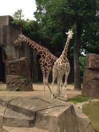 Marlee And Rahna At The Milwaukee County Zoo Giraffe Milwaukee County Zoo