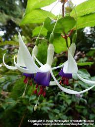 Preston Guild Perennial Fuchsia Still Blooming In November In My Garden By Doug Harrington Fuchsia Flowers Fuchsia Flower Fuchsia Plant