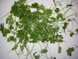 Image result for Hydrocotyle sibthorpioides