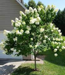 Check spelling or type a new query. Small Tree Test Plant Library Hawkins Landscape Architecture