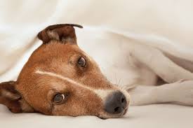 Canine liver cancer can occur for a number of reasons; Liver And Spleen Cancer Hemangiosarcoma In Dogs Symptoms Causes Diagnosis Treatment Recovery Management Cost
