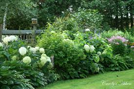 Surrounding the tree is valentine lace. Aiken House Gardens Through The Garden Gate Garden Shrubs Hydrangea Landscaping Beautiful Gardens