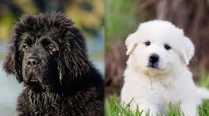 We did not find results for: Newfoundland Vs Great Pyrenees Breed Differences Similarities