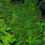 Image result for Eleocharis retroflexa