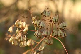 Image result for Steganotaenia