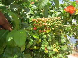 Image result for Combretum constrictum