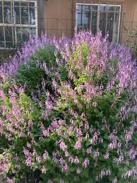 Image result for Ocimum labiatum